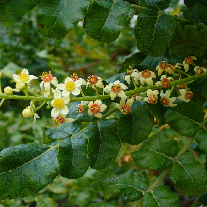 Boswellia
